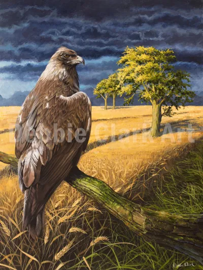Golden Eagle in the Wheatfield: A golden eagle sitting on a tree branch over a wheatfield.