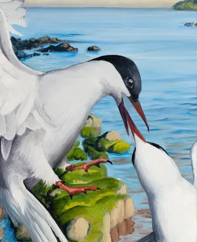 Arctic Terns by the Sea by Debbie Clark, photo 3