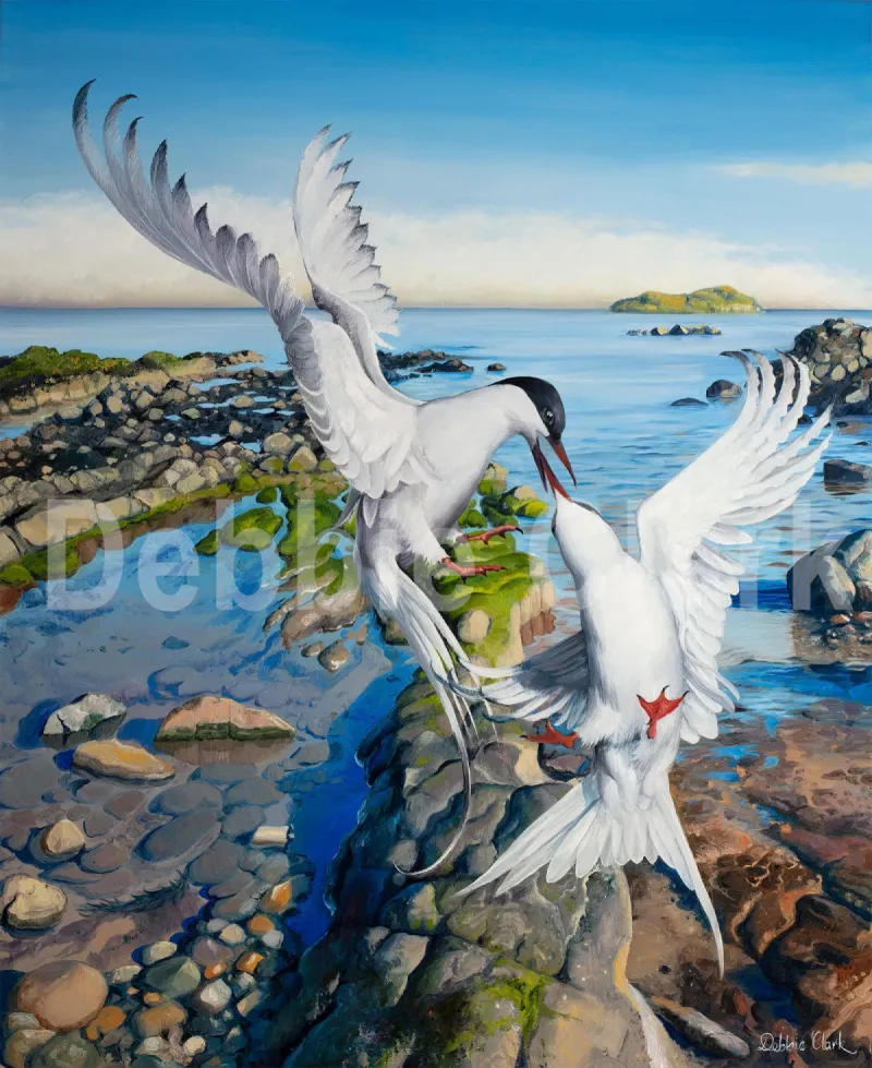 Arctic Terns by the Sea: OPTIONS *7.5 inches x 9.5 inches set within an A4 sheet. Open edition *11 inches x 14 inches set within an A3 sheet. Open edition *16 inches x 20 inches set within an A2 sheet. Limited Edtion - Hand signed and….
