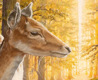 Deer by The Water by Debbie Clark, photo 2