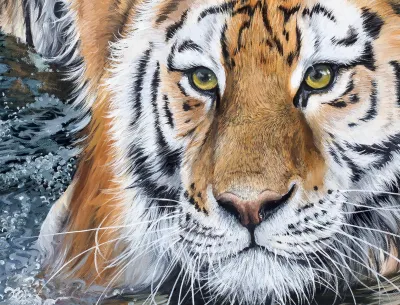 Tiger in Water by Debbie Clark, photo 2